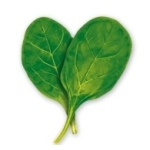 Go to the European Spinach database